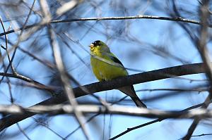 003 Finck, American Goldfinch, 2023-04138036 Broad Meadow Brook, MA